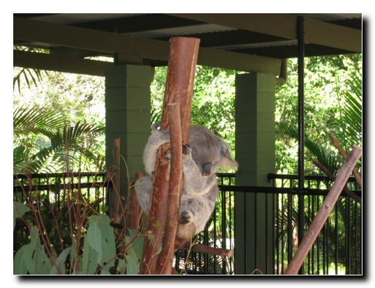 18 Koala